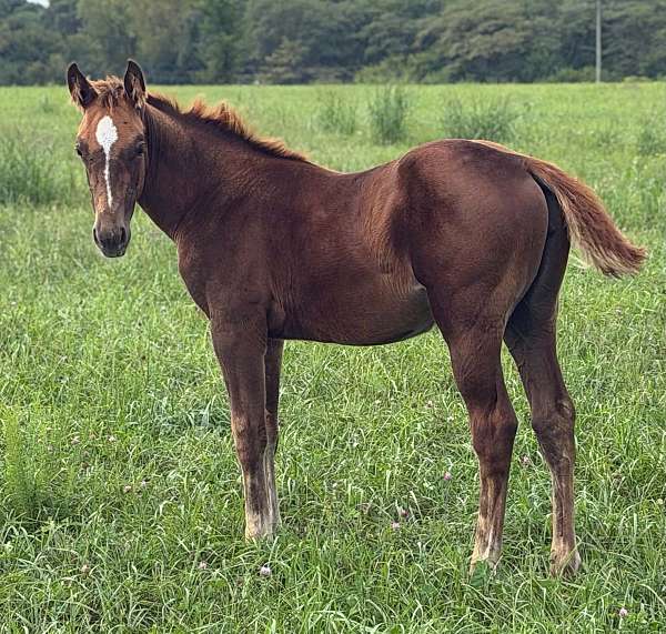 all-around-quarter-horse