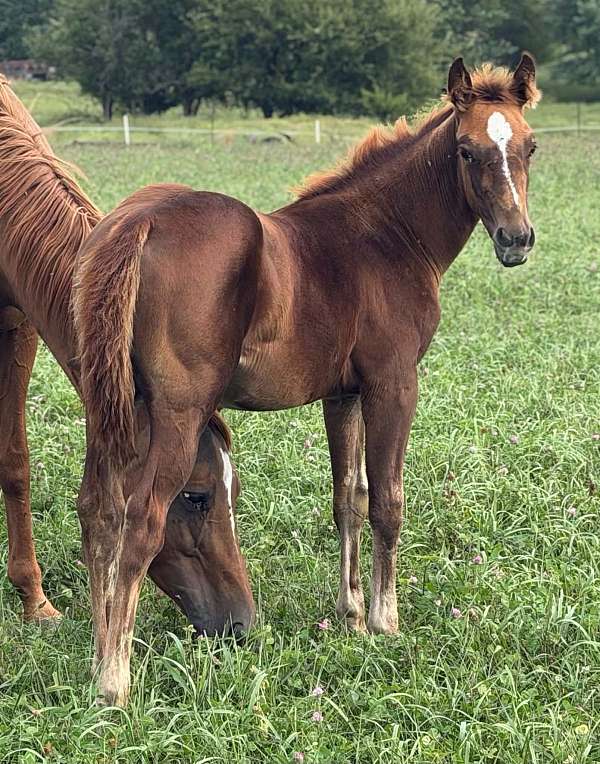 peptos-stylish-oak-horse