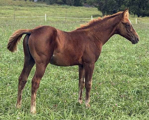 boned-filly