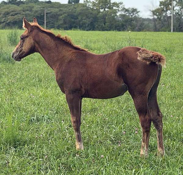 cow-sense-filly