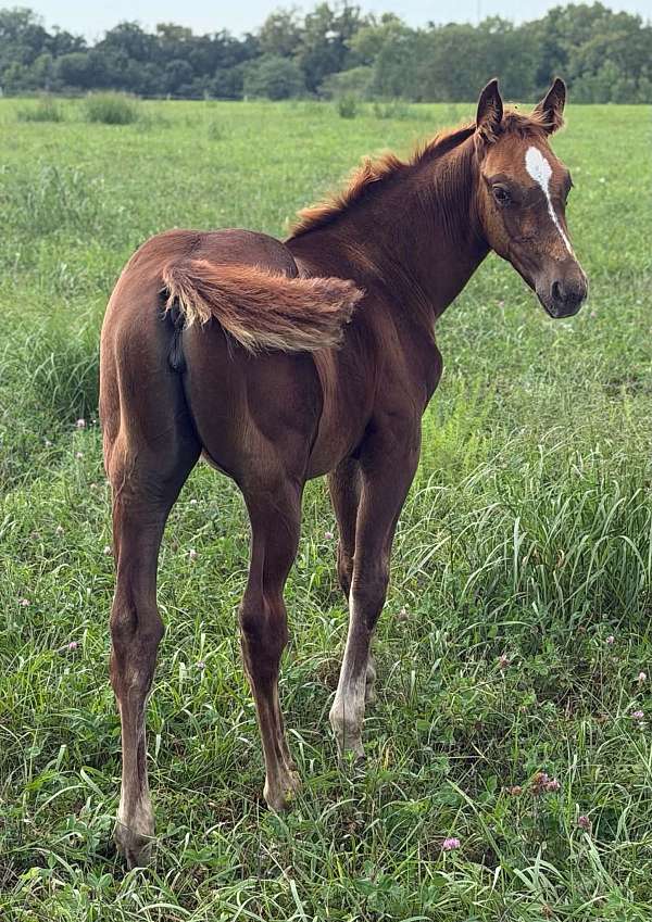 peptos-stylish-oak-filly