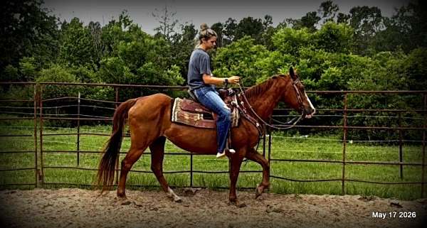 easy-to-handle-horse-quarter