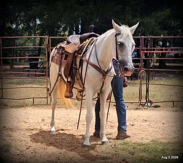 comfortable-horse-paso-fino