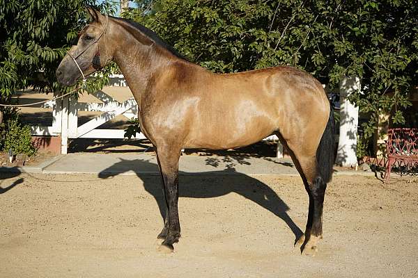 buckskin-perlino-athletic-horse