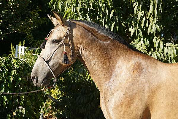 buckskin-perlino-performance-horse