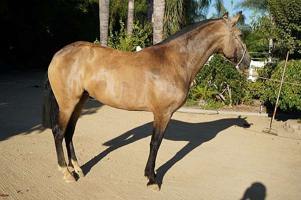 buckskin-perlino-classical-horse