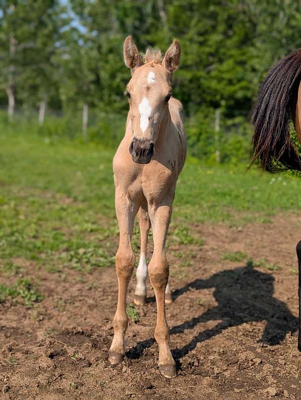 palomino-2-back-whites-socks-star-blaze-horse