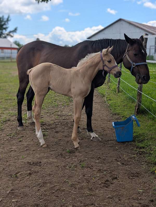 concorde-warmblood-horse