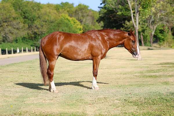 all-around-gypsy-vanner-horse