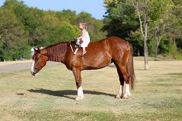 athletic-gypsy-vanner-horse