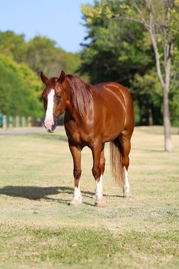 beginner-gypsy-vanner-horse