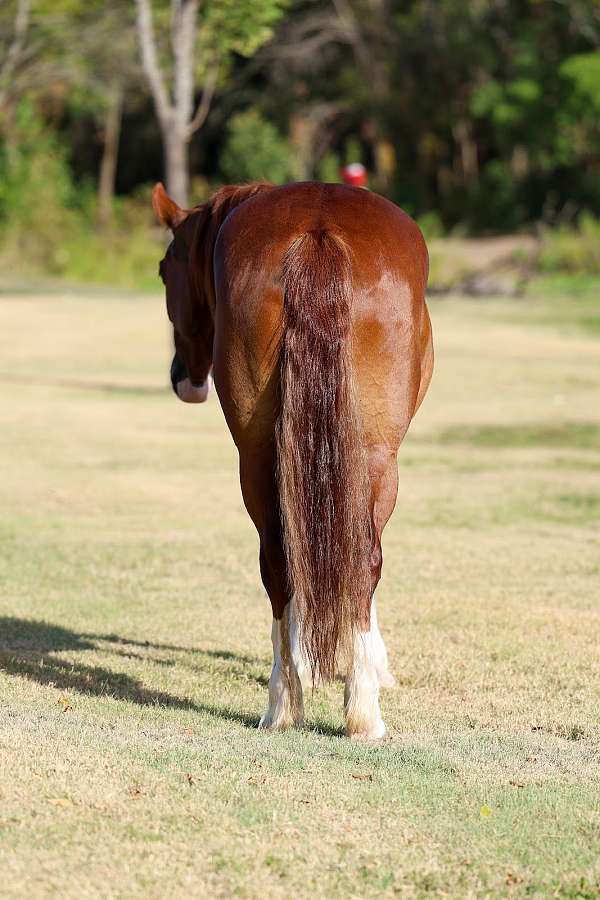calf-roping-gypsy-vanner-horse