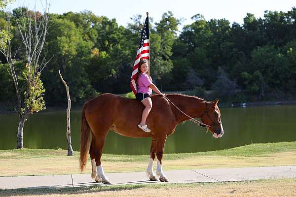 experienced-gypsy-vanner-horse