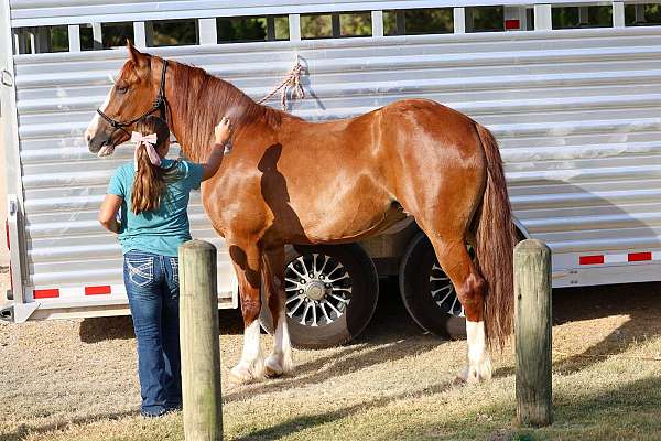 husband-safe-gypsy-vanner-horse