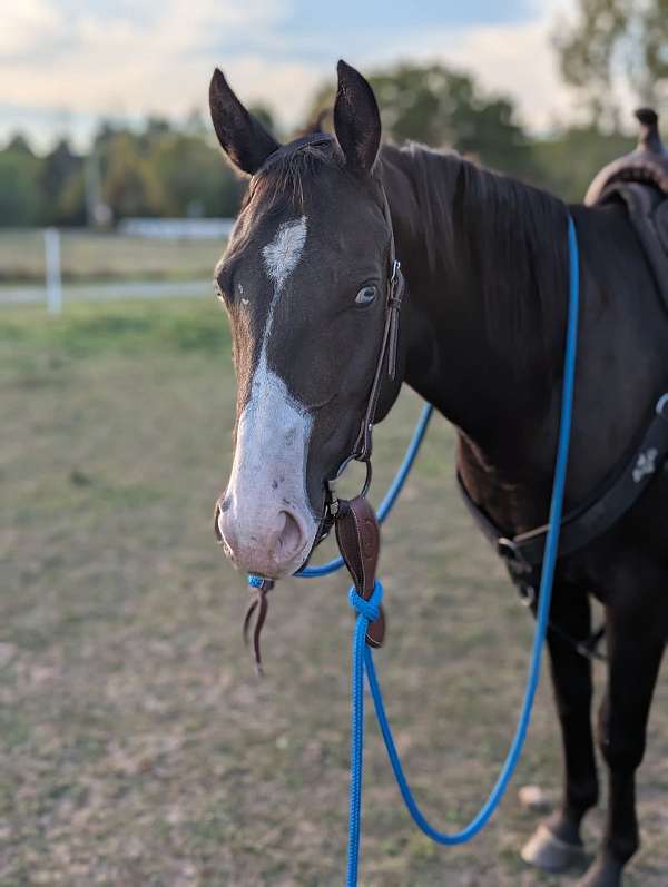 white-blaze-with-blue-eyes-horse