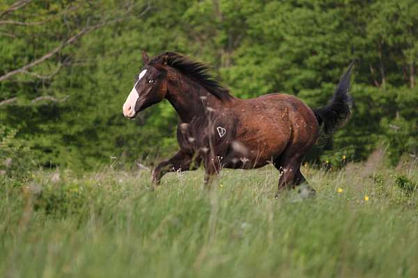 white-blaze-with-blue-eyes