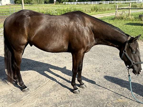 almost-black-paint-horse