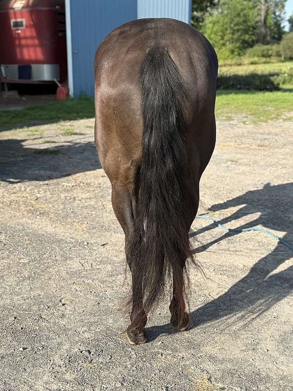 cooperative-paint-horse