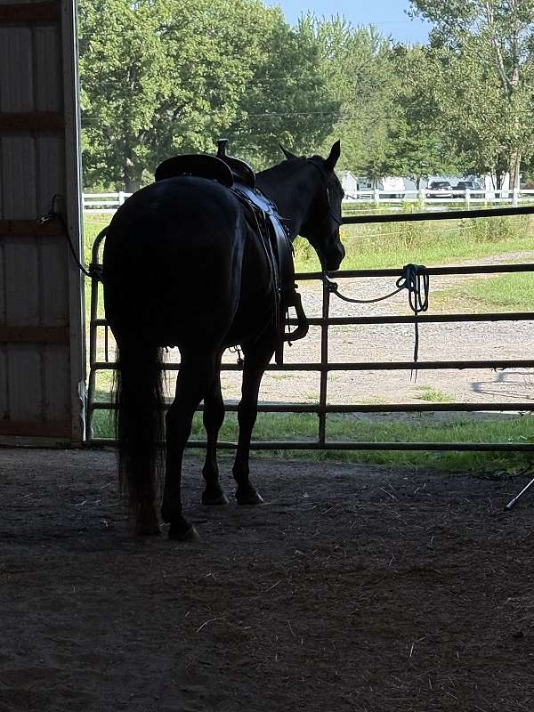 almost-black-gelding
