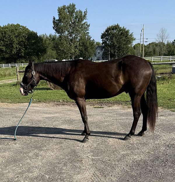no-white-gelding