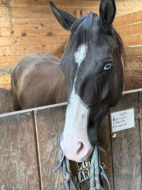 all-paint-horse
