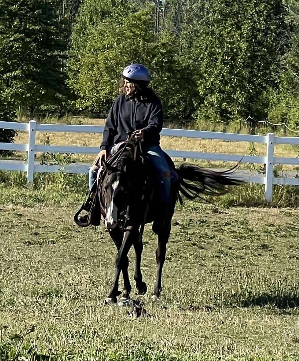 all-around-horse-paint