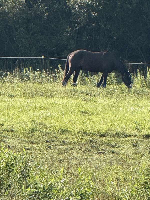 an-all-around-paint-horse