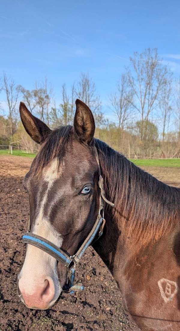 apha-paint-horse