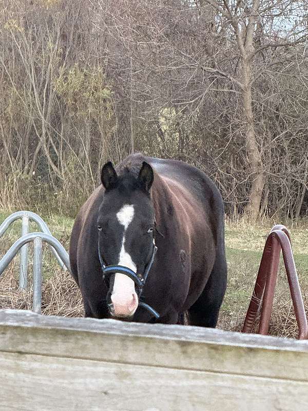 apha-registered-paint-horse