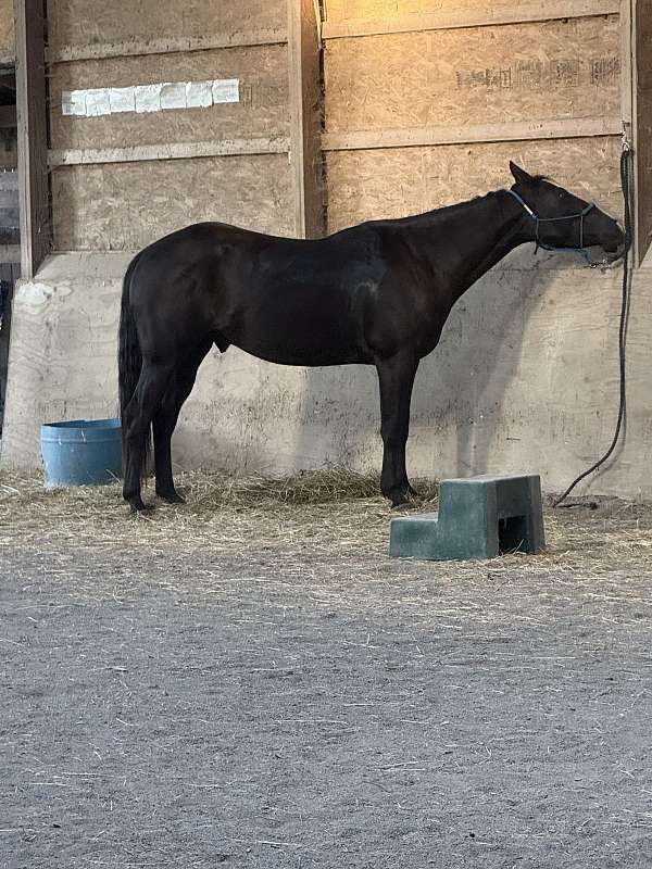 around-paint-horse