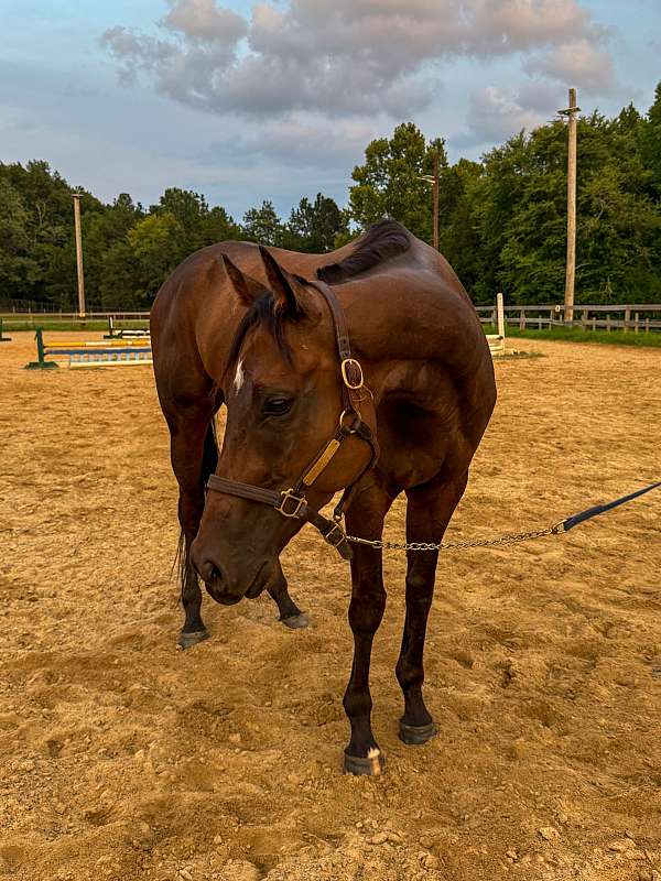 all-around-thoroughbred-horse