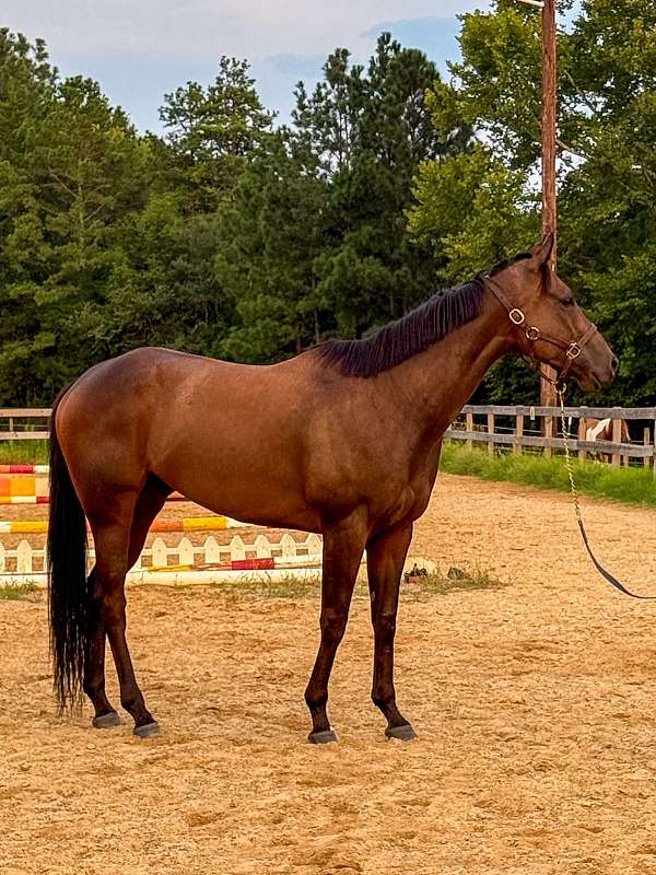 dressage-thoroughbred-horse