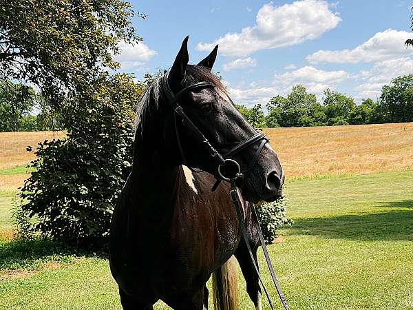 paint-gelding