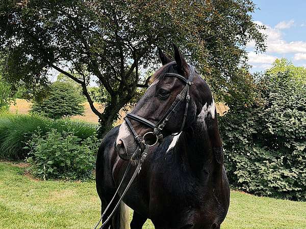 paint-horse-for-sale
