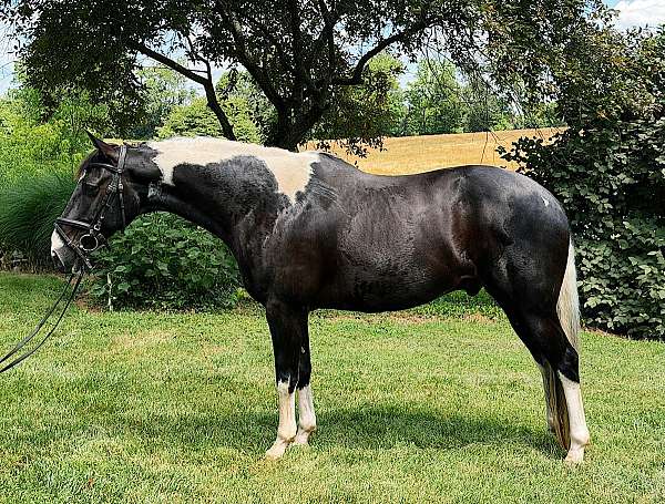 paint-horse