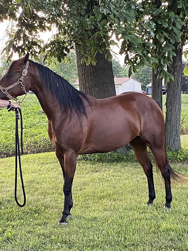 paint-filly