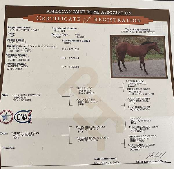 paint-horse-for-sale