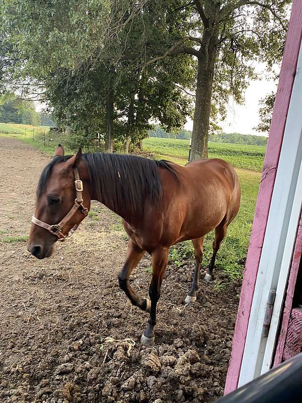 paint-horse