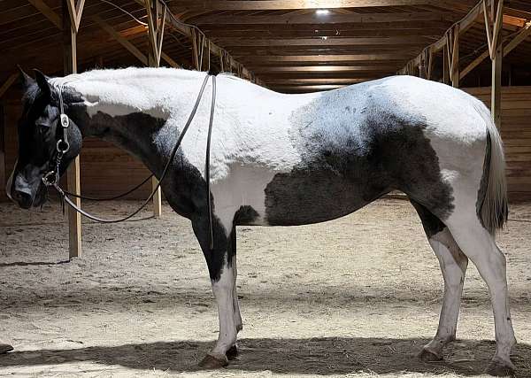 pleasure-draft-horse
