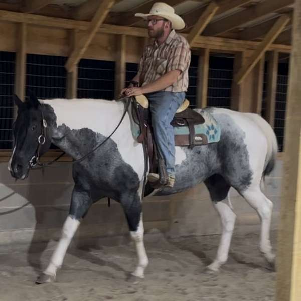 trail-draft-horse