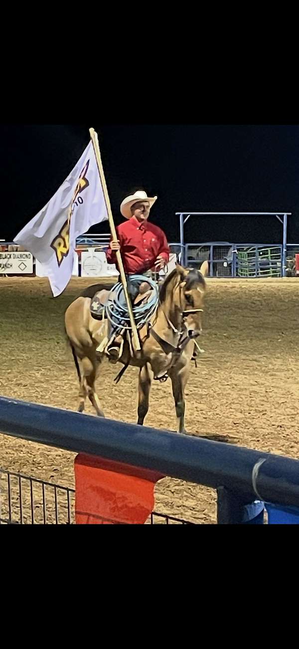 all-around-quarter-horse