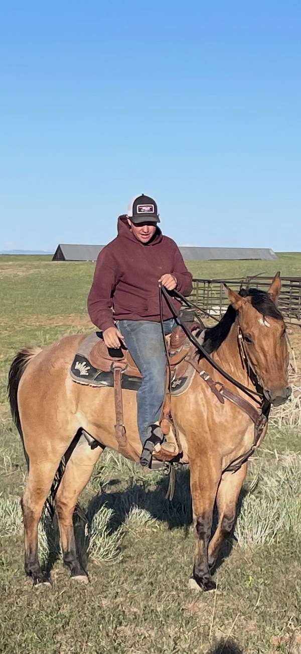athletic-quarter-horse