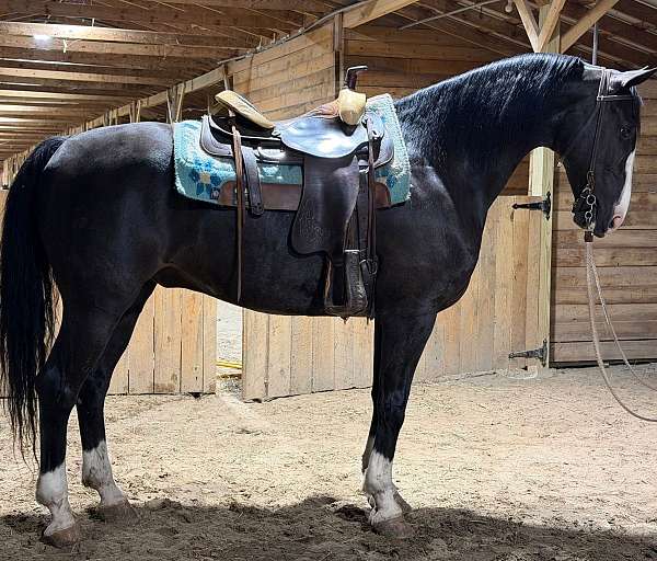 trail-dutch-warmblood-horse