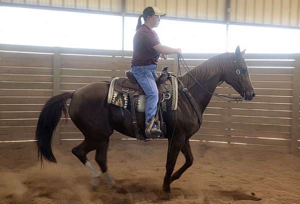 athletic-appaloosa-horse