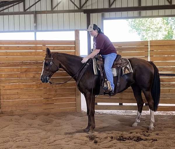 barrel-appaloosa-horse