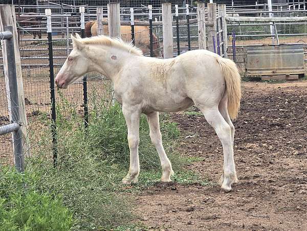 double-dilute-draft-horse