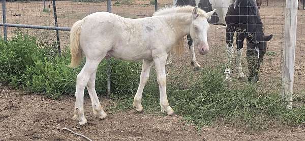 perlino-ghra-colt