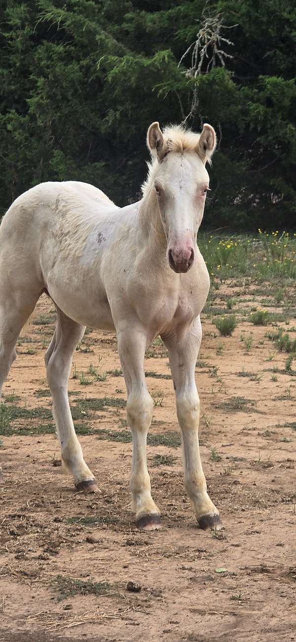 perlino-ghra-horse