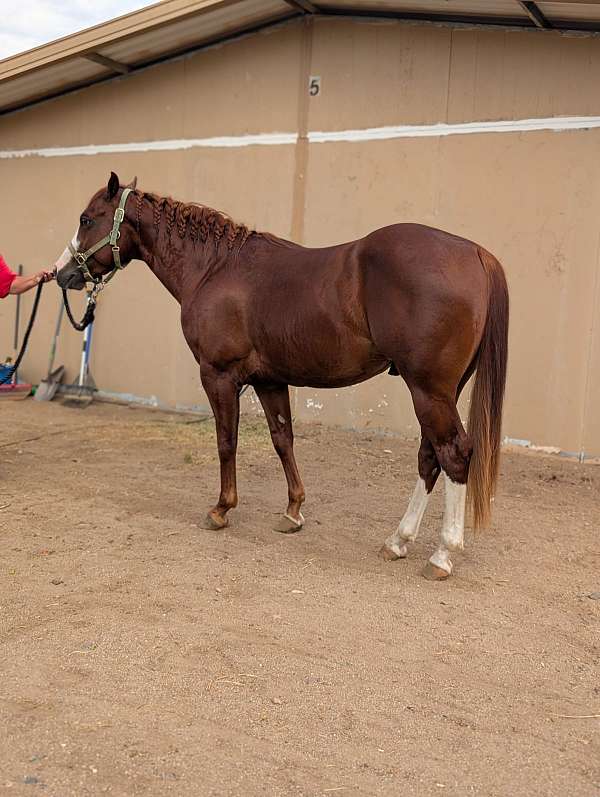 sorrel-wide-blaze-2-rear-stockings-horse
