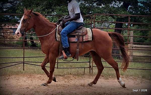 quarter-horse-mare